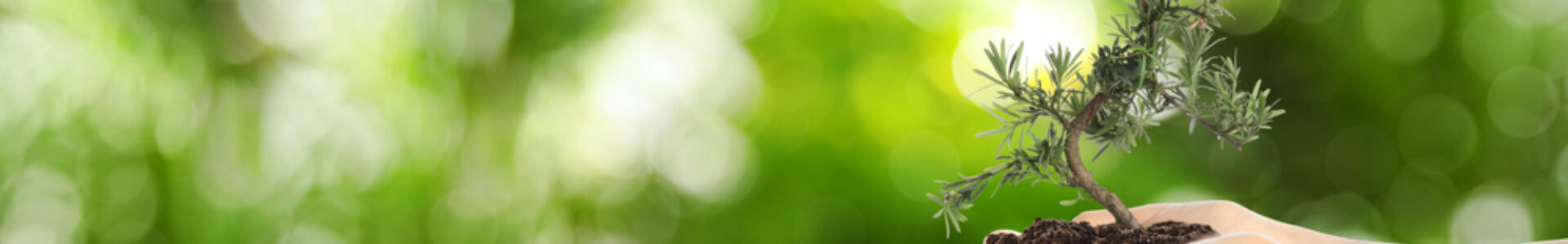 Woman,Holding,Small,Tree,In,Soil,On,Blurred,Green,Background,